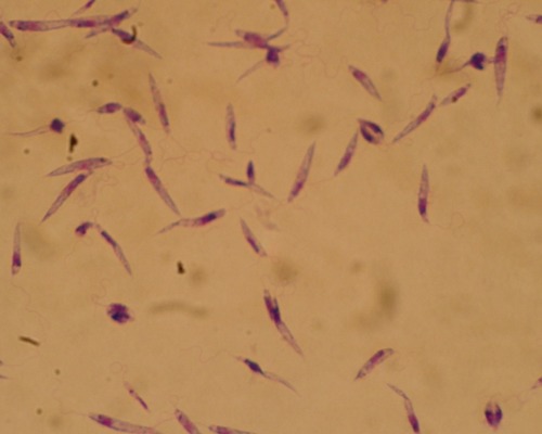 In vitro assessment of Dracocephalum lindbergii for growth inhibition, apoptosis induction, and cytokine modulation against Leishmania major